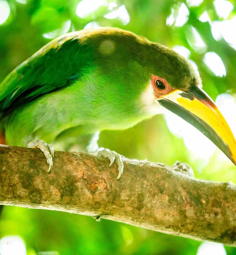 Private Cloud Forest Birding Adventure from San Salvador