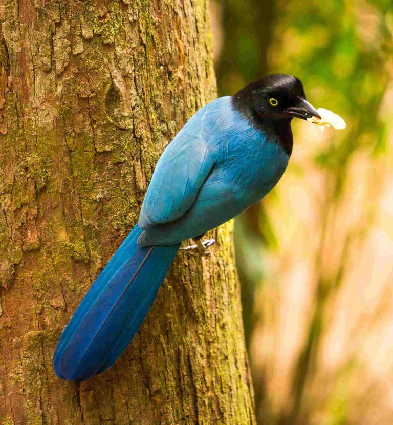 Private Two-Day Guatemala City and Antigua Birding Tour