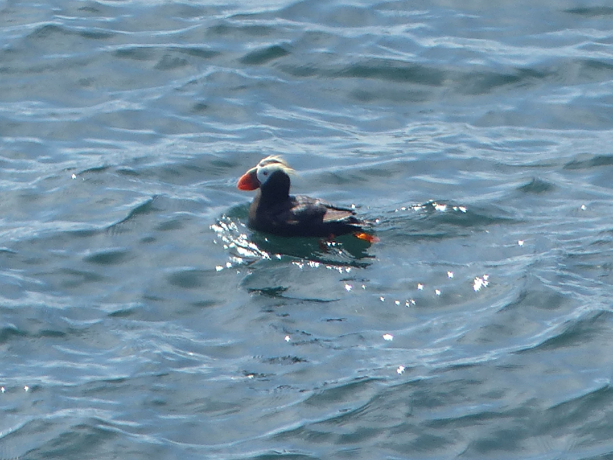 Private Olympic Peninsula Birding Tour