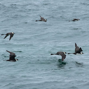 Seven-Day Corncrake, Skua and Phalarope Birding Tour in the Outer Hebrides