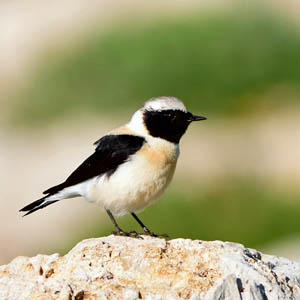 Eight-Day Southern Cyprus Spring Birding Tour