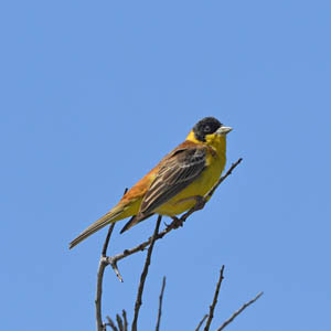 Eight-Day Lesvos Spring Migration Birding Tour
