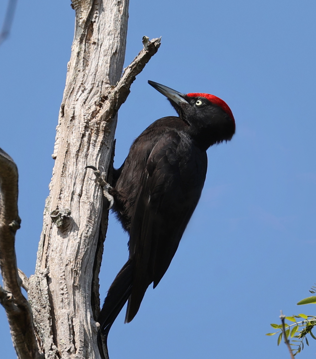 Eight-Day Estonia Birds and Bears Tour