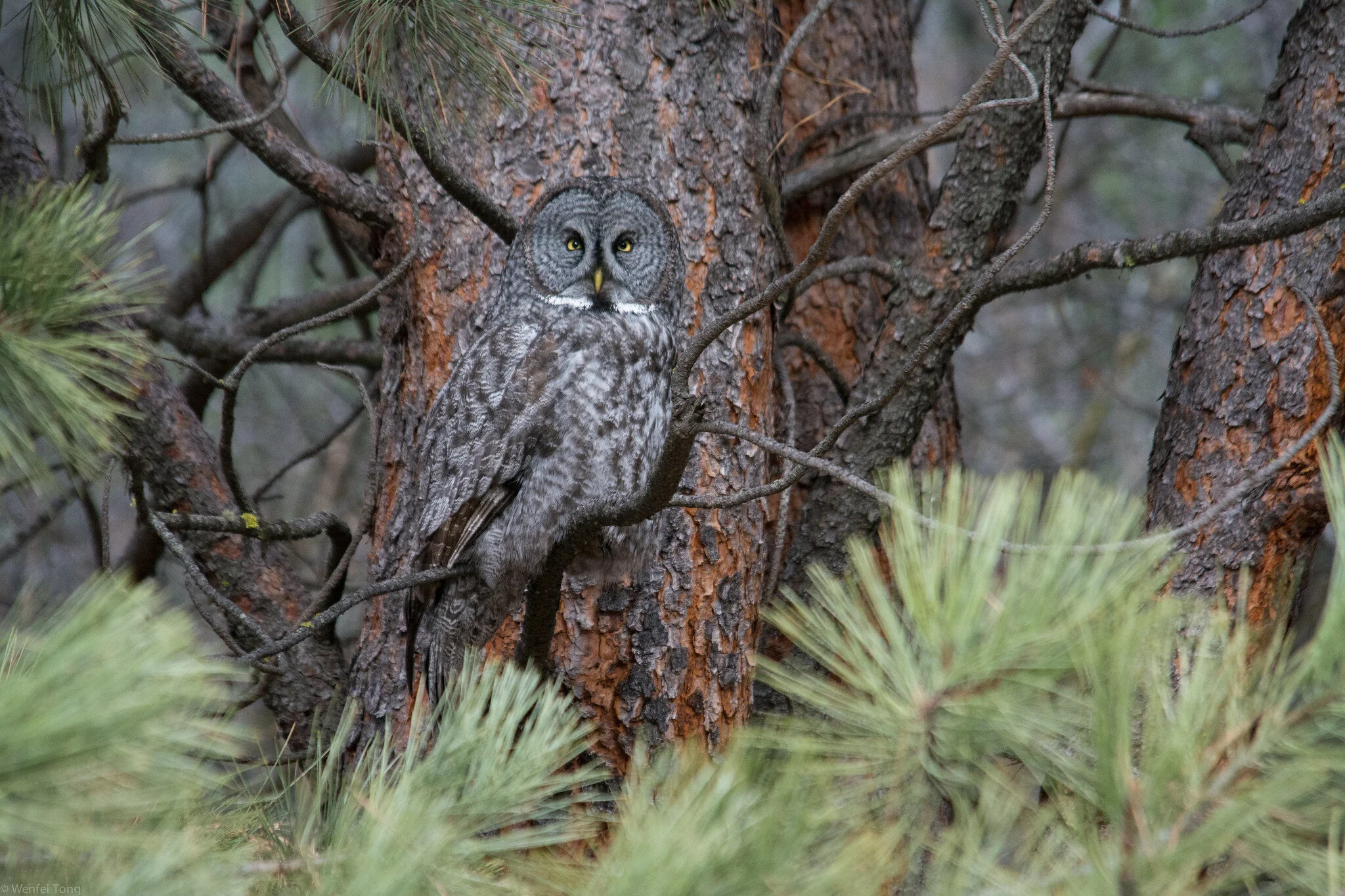 Private Remote Birding Trip-Planning Consultation