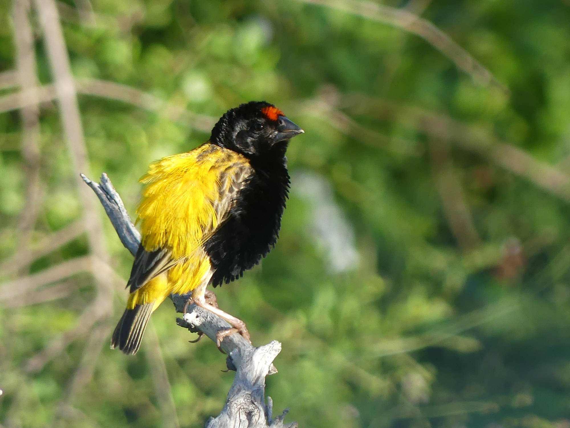 Private Custom Birding at Kulalu Camp and Galana Conservancy