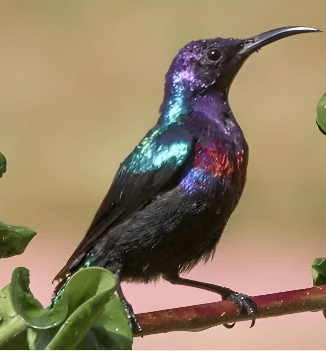 Private 8-Day Gambia Birding & Wildlife Photography Tour