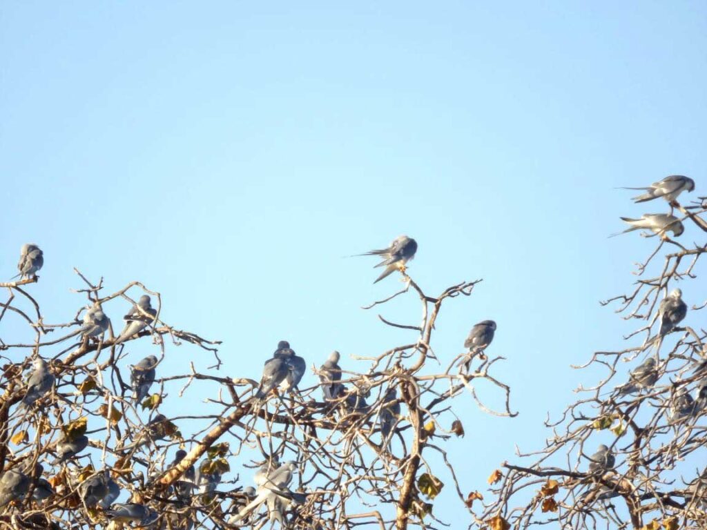 Private 14-Day Best of Sahelian Specialities Birding Tour