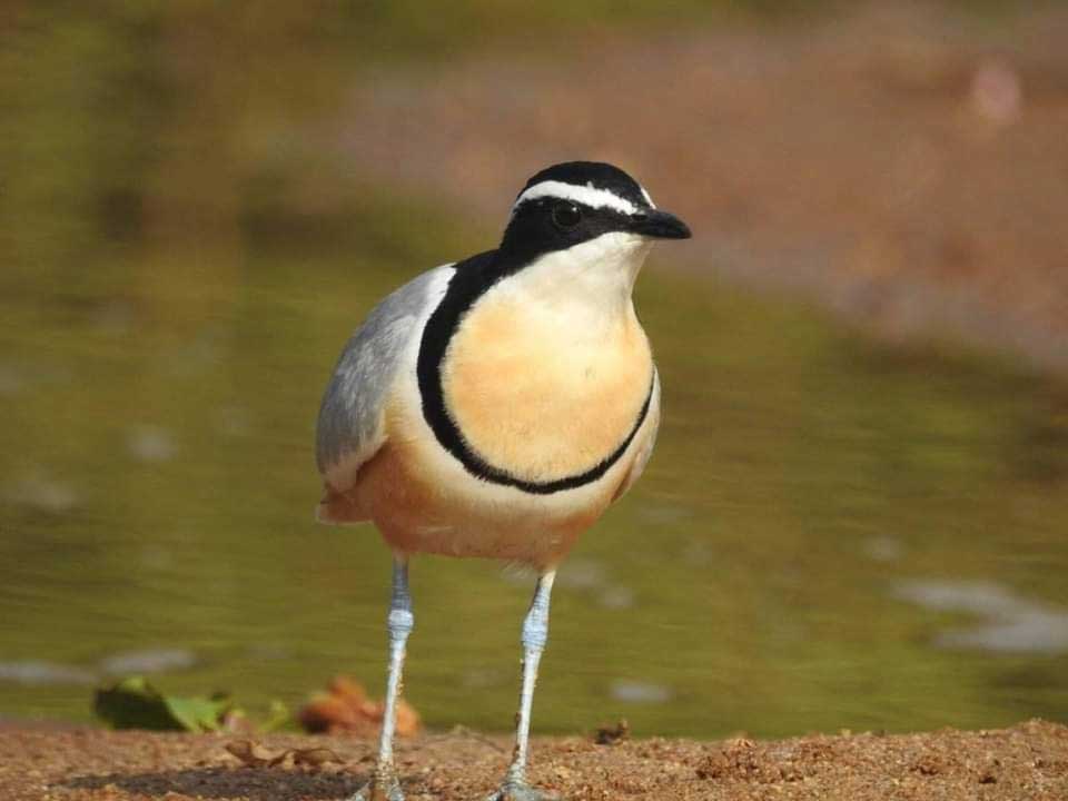 Private 14-Day Southeastern Senegal and Sine-Saloum Birding Tour