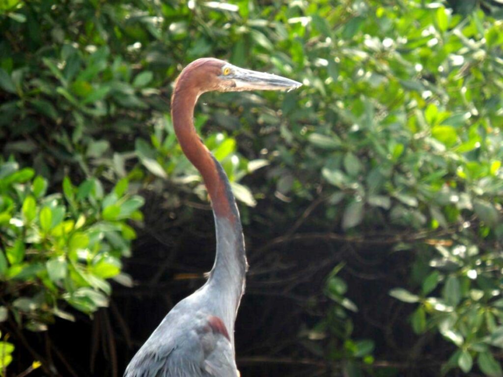 Private 15-Day Casamance, Southern Senegal and Rural Gambia Birding Tour