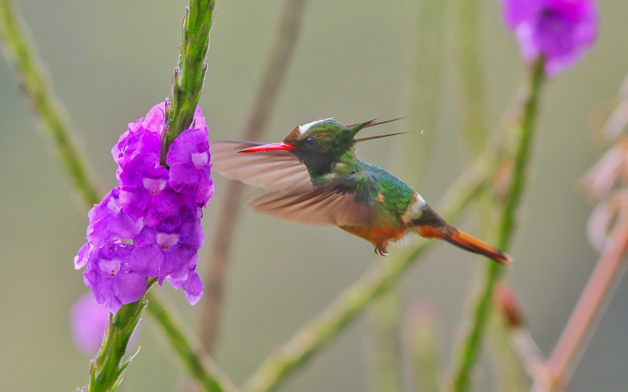 Costa Rica Pacific Rainforest Birding Adventure