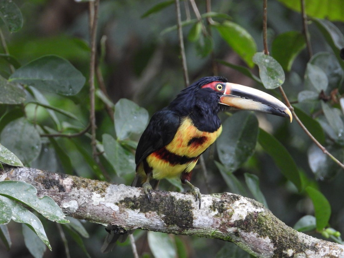 Private 3–7 Day Chocó Andino Birding Tour