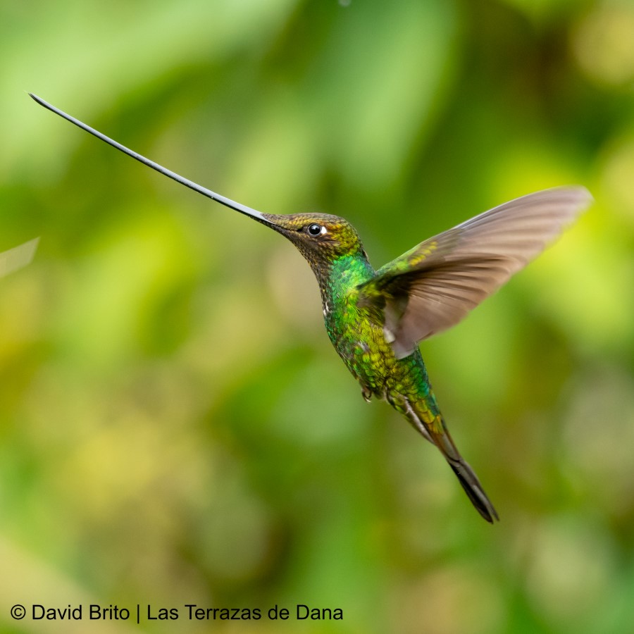 Private 12-Day Chocó Andino and East Slope Birding Tour