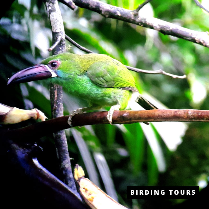 Private 16-Day Complete Ecuador Birding Tour