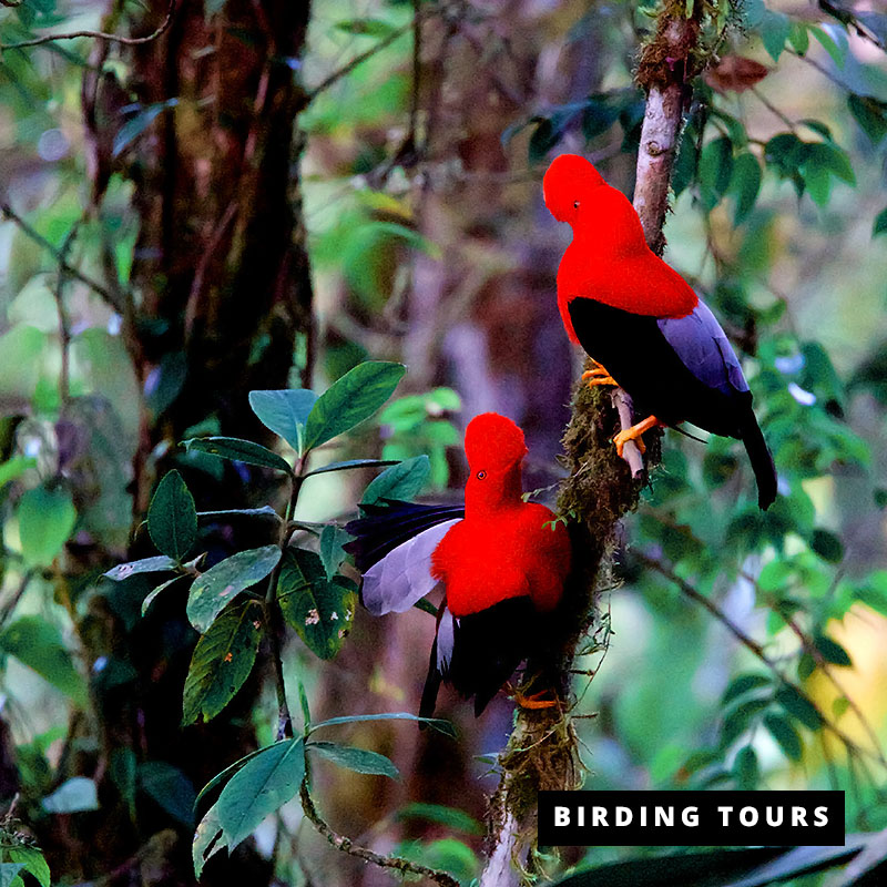 Private 18-Day Southern Ecuador Birding Tour