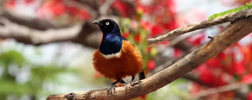 19-Day Ethiopia Endemics and Rift Valley Birding Circuit