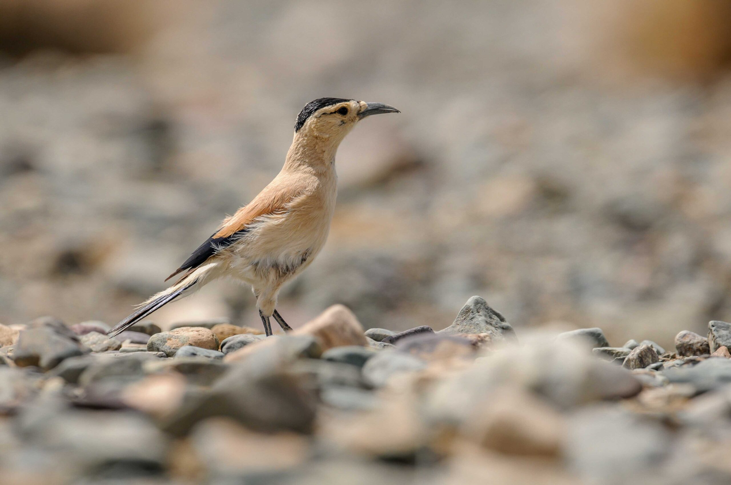17-Day Altai and Western Mongolia Birding Expedition