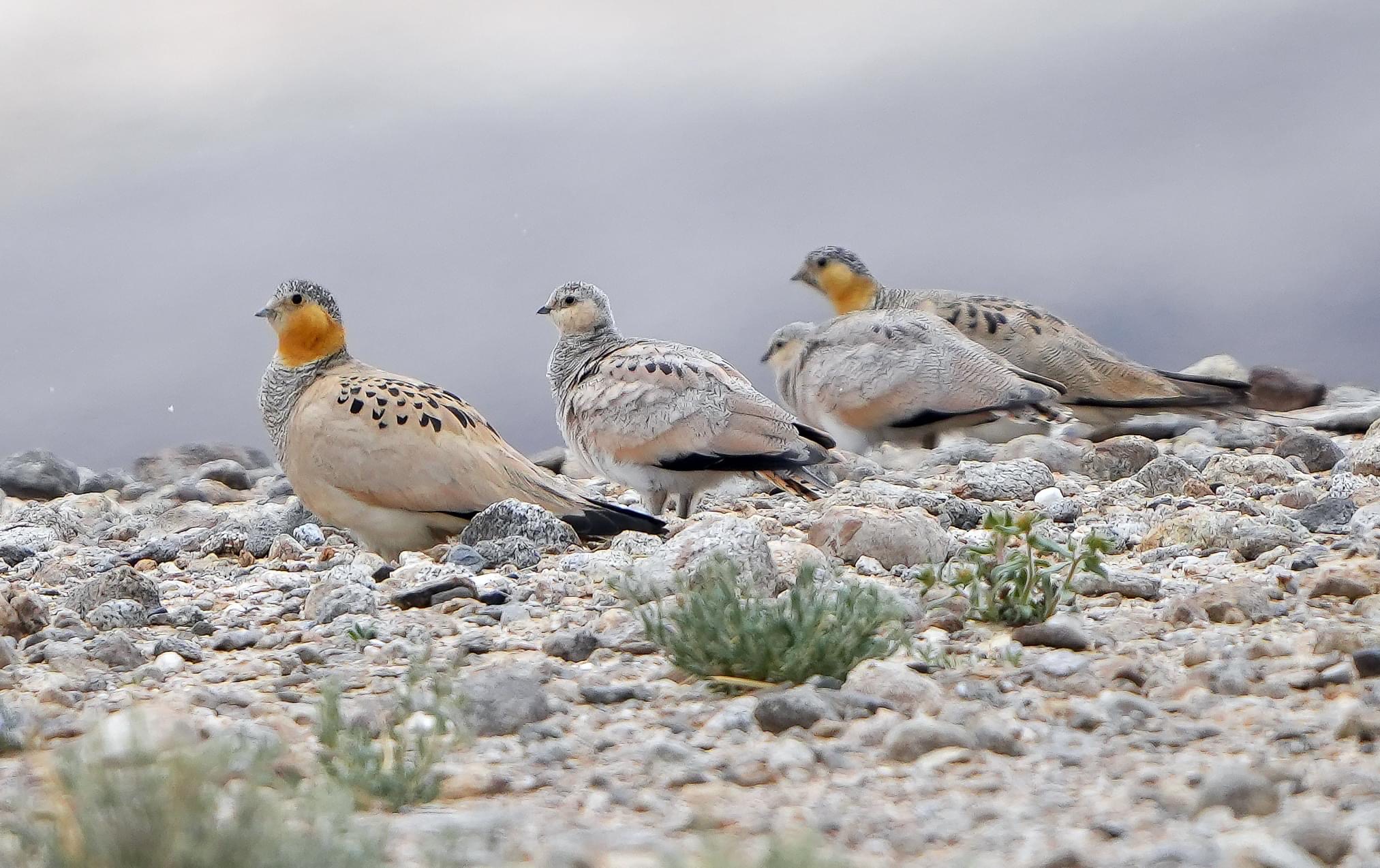 12-Day Pamir Mountains and Tajikistan Birding Expedition