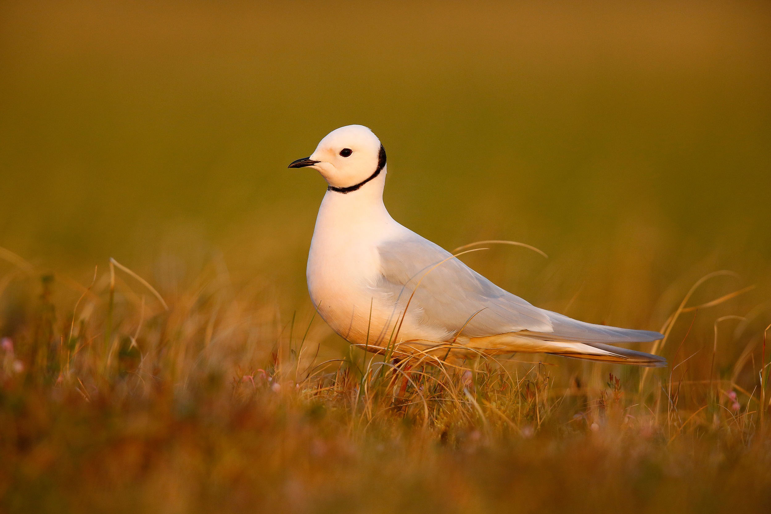 17-Day Indigirka Delta Ross’s Gull Photography Expedition