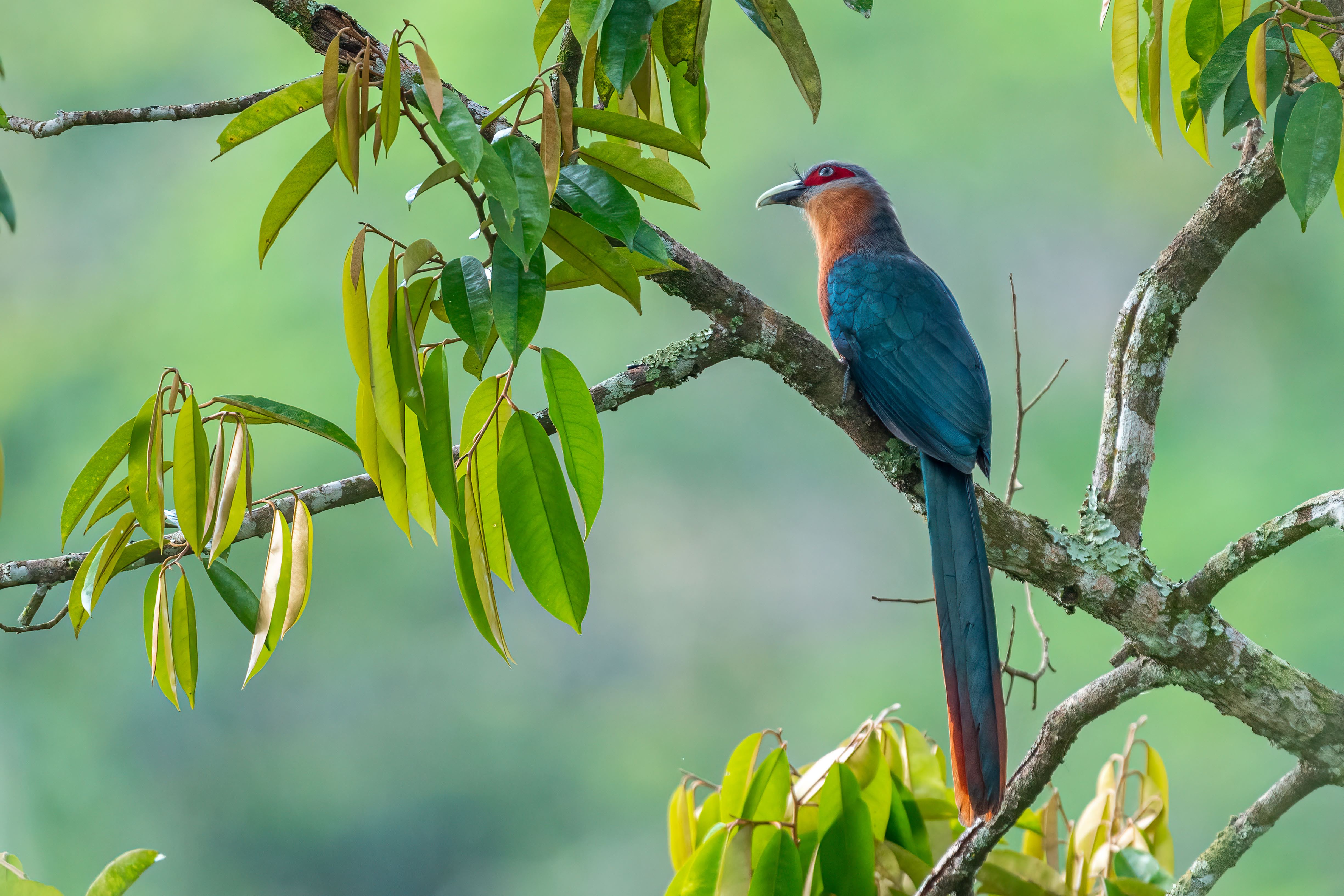 Private 2-Hour Morning Birdwatching at Sarinbuana Eco Lodge
