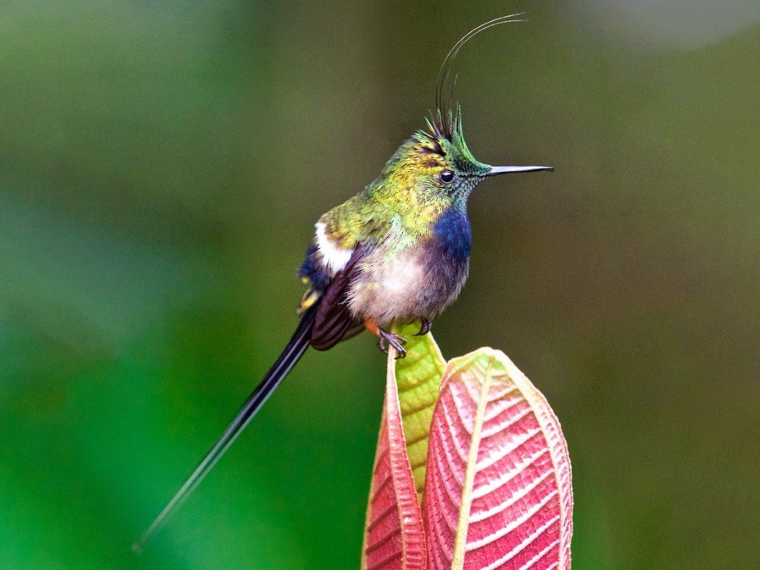 Private 7-Day Ecuador East Slope Birding Tour