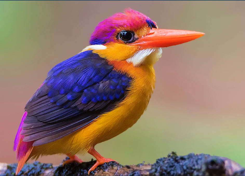 Private 11-Day Sri Lanka Tropical Birding Circuit with Real Lanka Holidays
