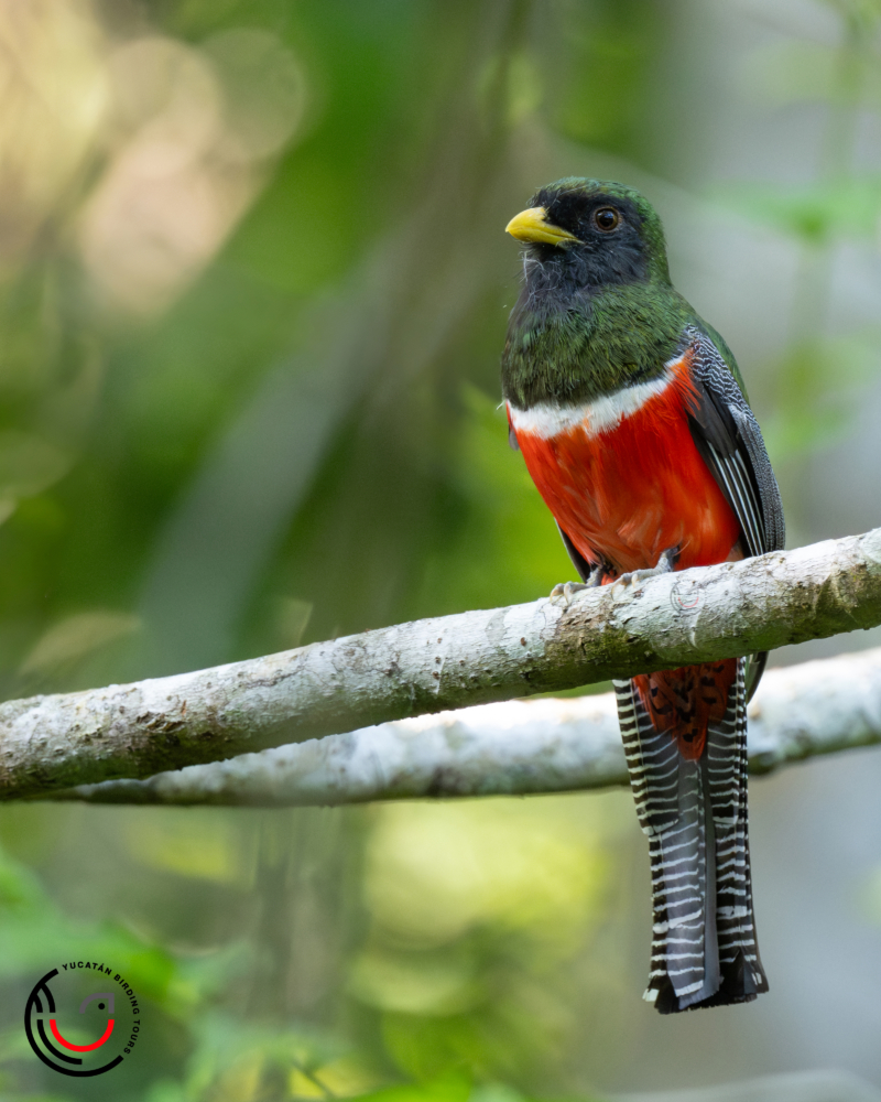 Private 4-5 Hour Akumal and Uxuxubi Birding Tour