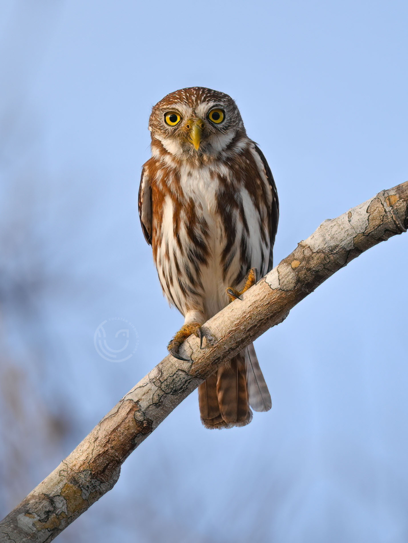 Private 3-Hour Birding Tour near Merida