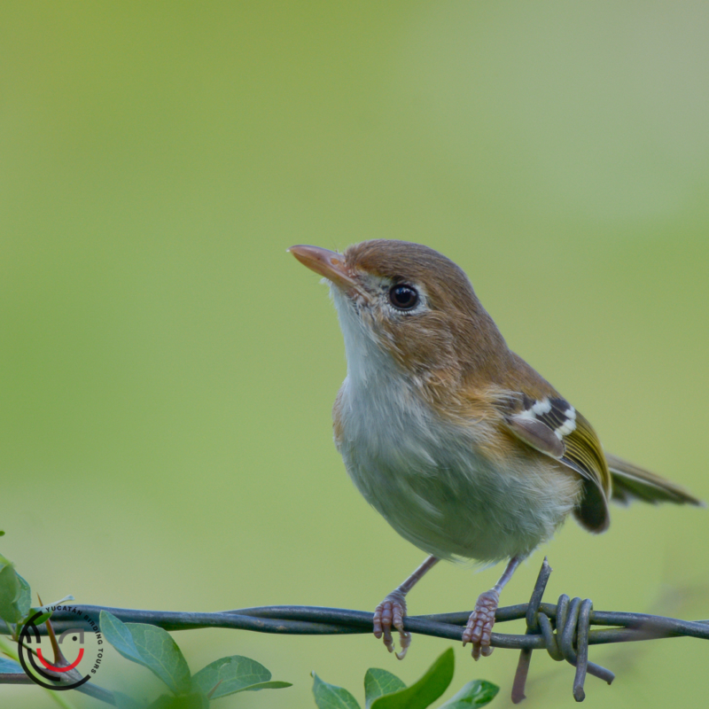 Private Morning Cozumel Island Endemic Birding Tour