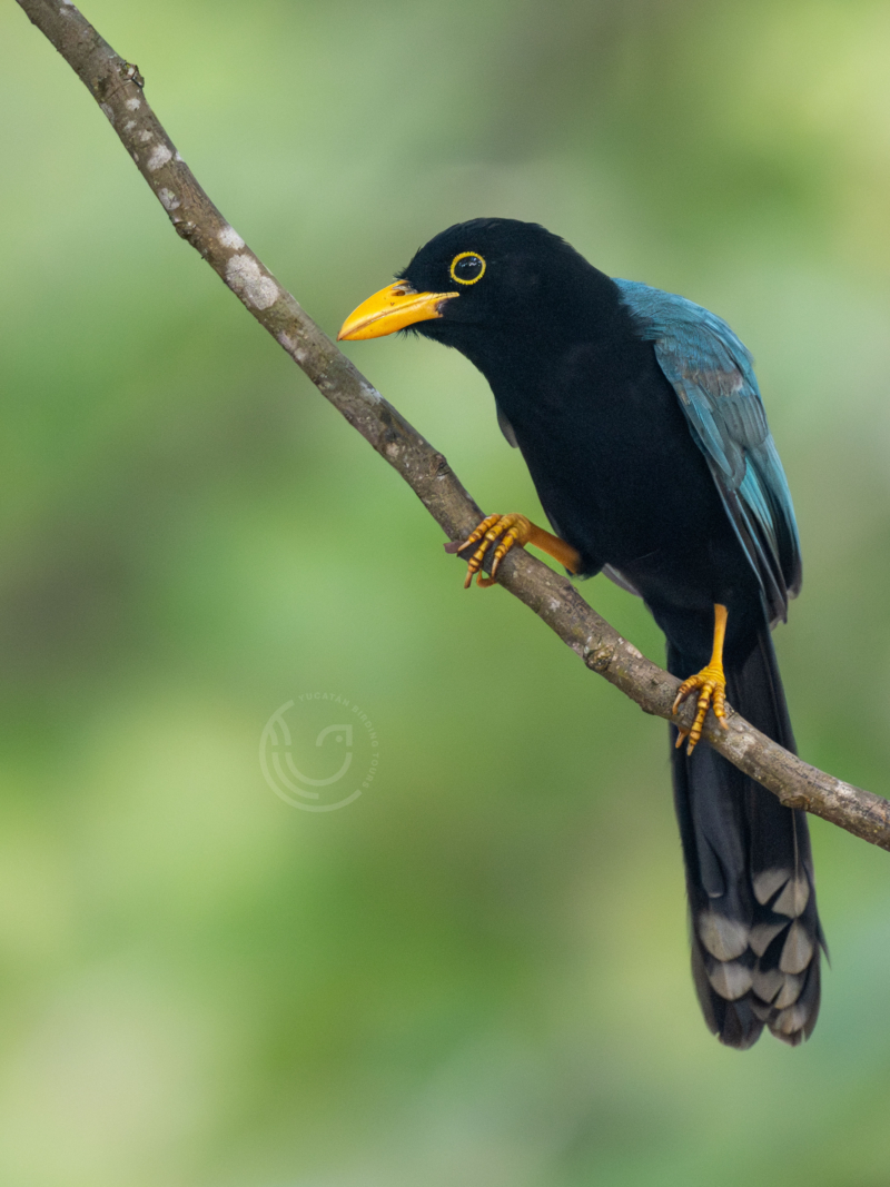 Private Half-Day Southern Yucatan Jungle Birding Tour