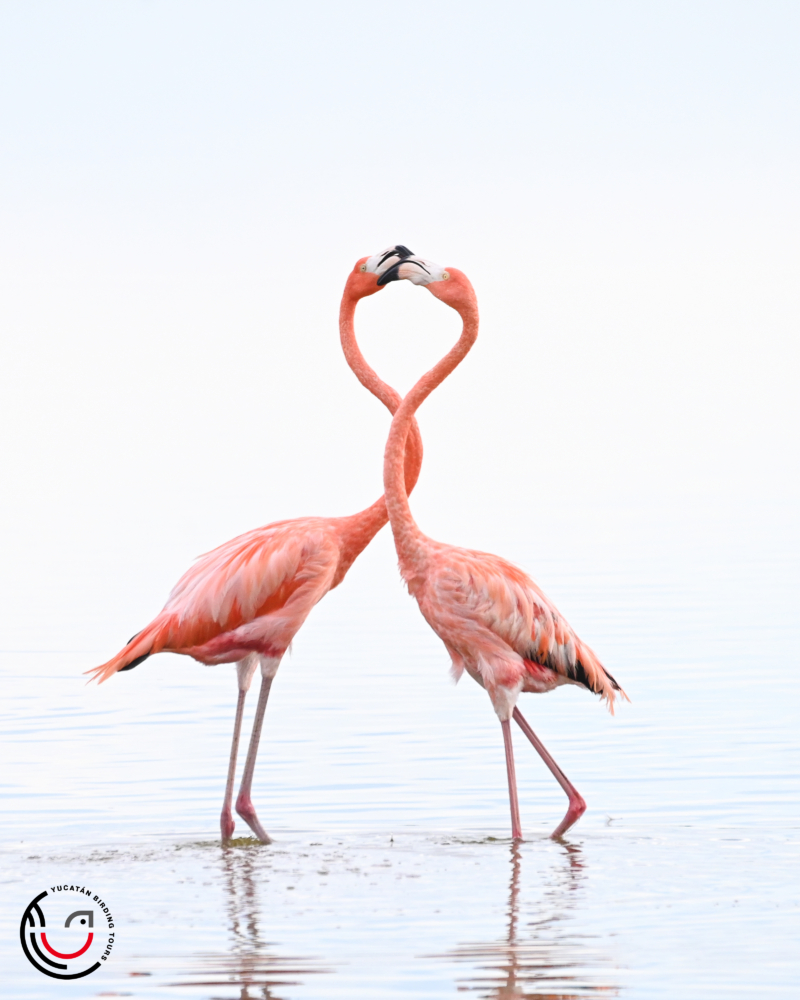 Private Full-Day Birding Tour near Merida