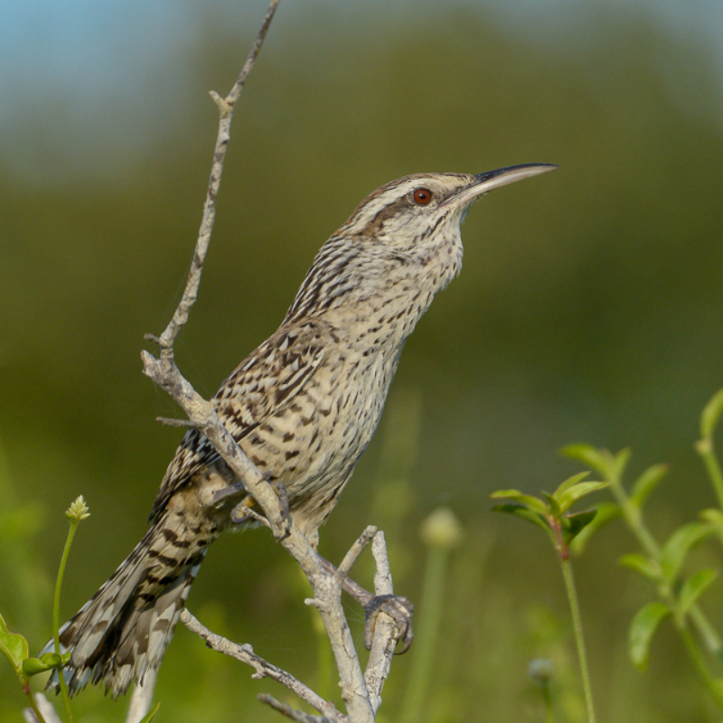 Private Half-Day Northern Yucatan Endemics Birding Tour
