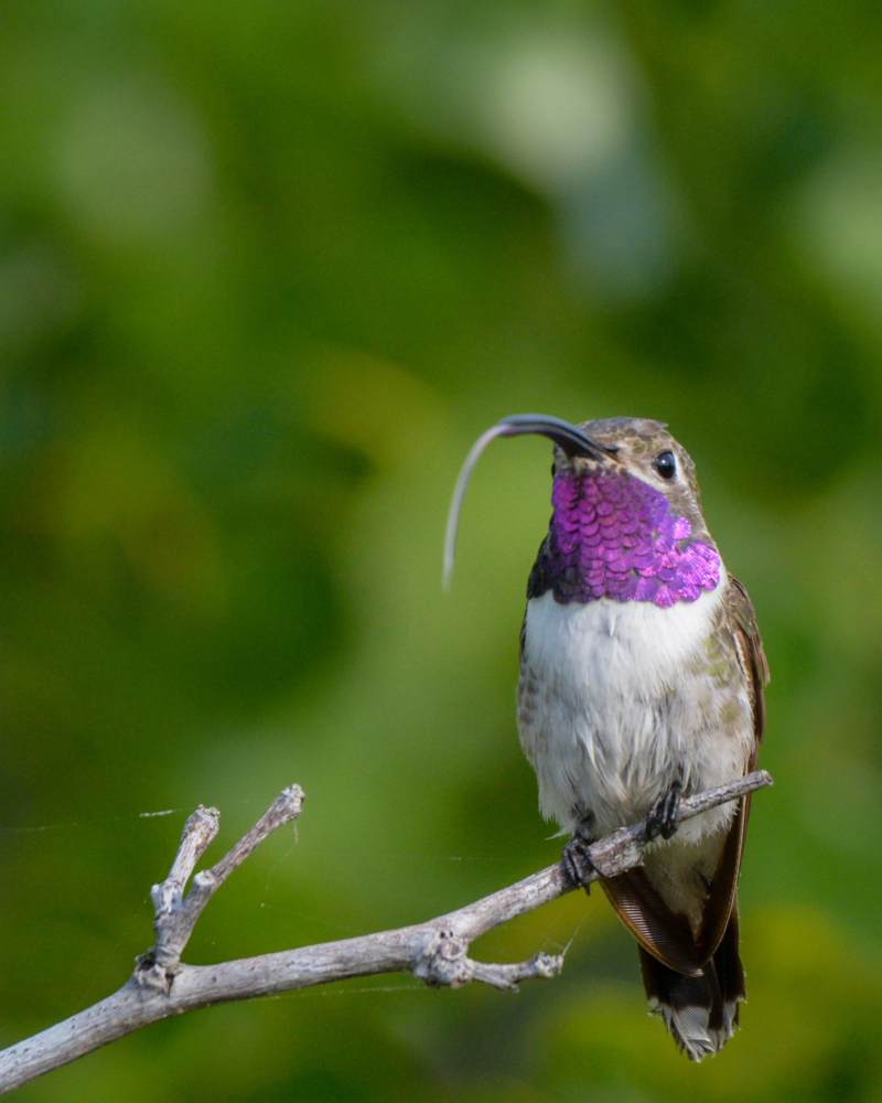 Private Half-Day Birding Tour near Merida