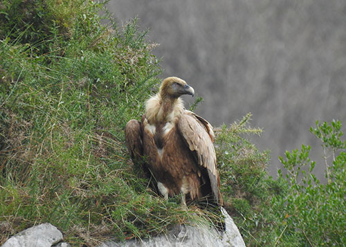 Private 4-Hour Birding Tour in Ponga Nature Park