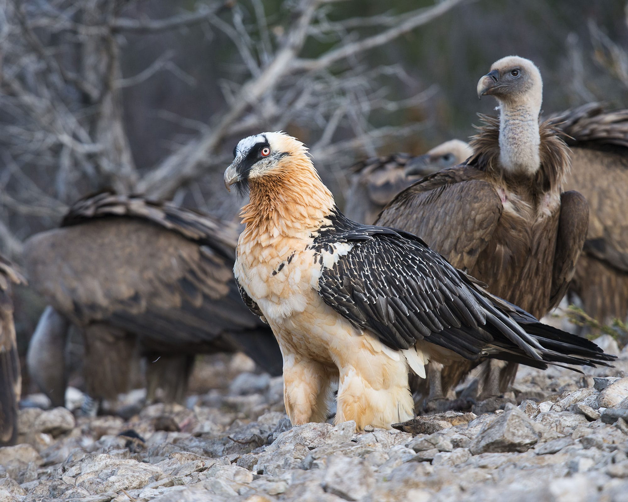 Private 4-Hour Birding Tour at the Covadonga Lakes