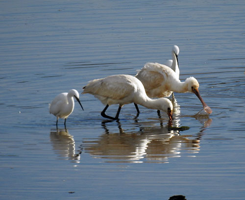 Private 4-Hour Birding Tour at Villaviciosa Estuary