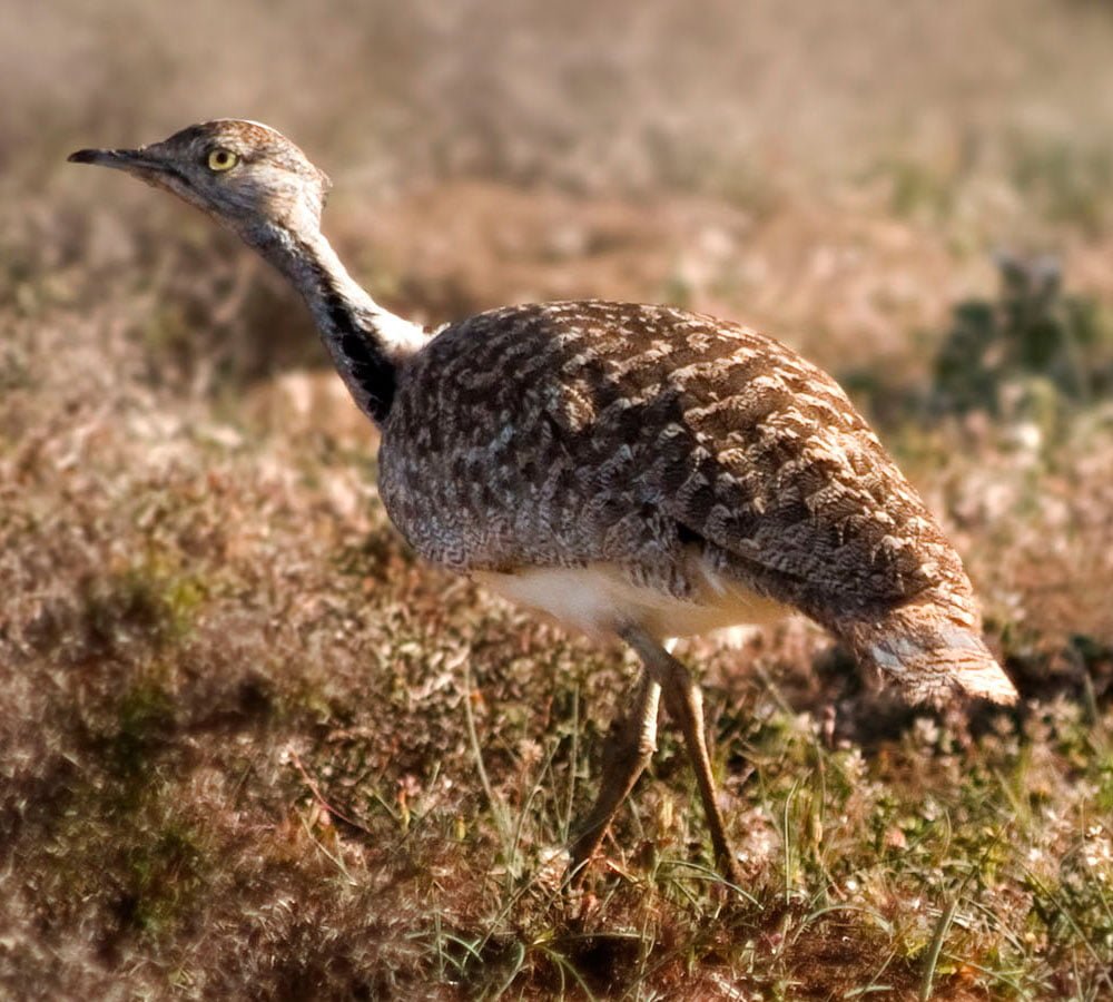 4-Hour El Jable Birdwatching Jeep Safari
