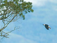 Private 18-Day Philippines Birding Tour
