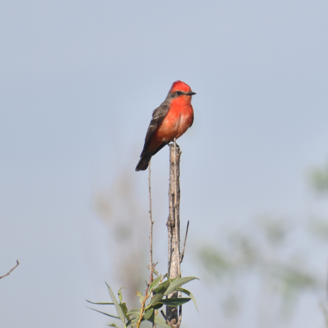 Private 4-Hour Dawn Rebel Mexico City Birding Tour