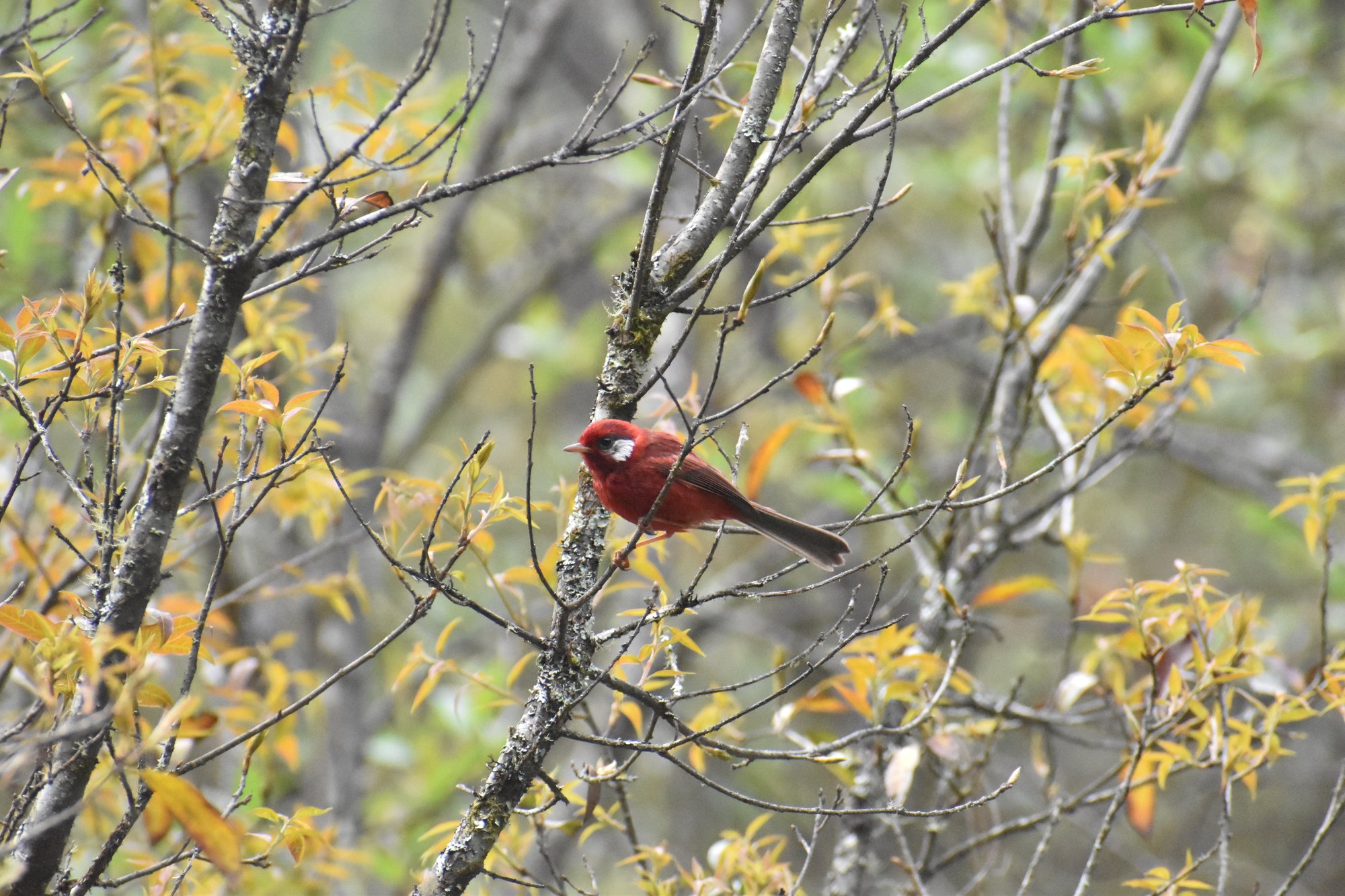 Private 6-Hour Daylong Riot Mexico City Birding Tour