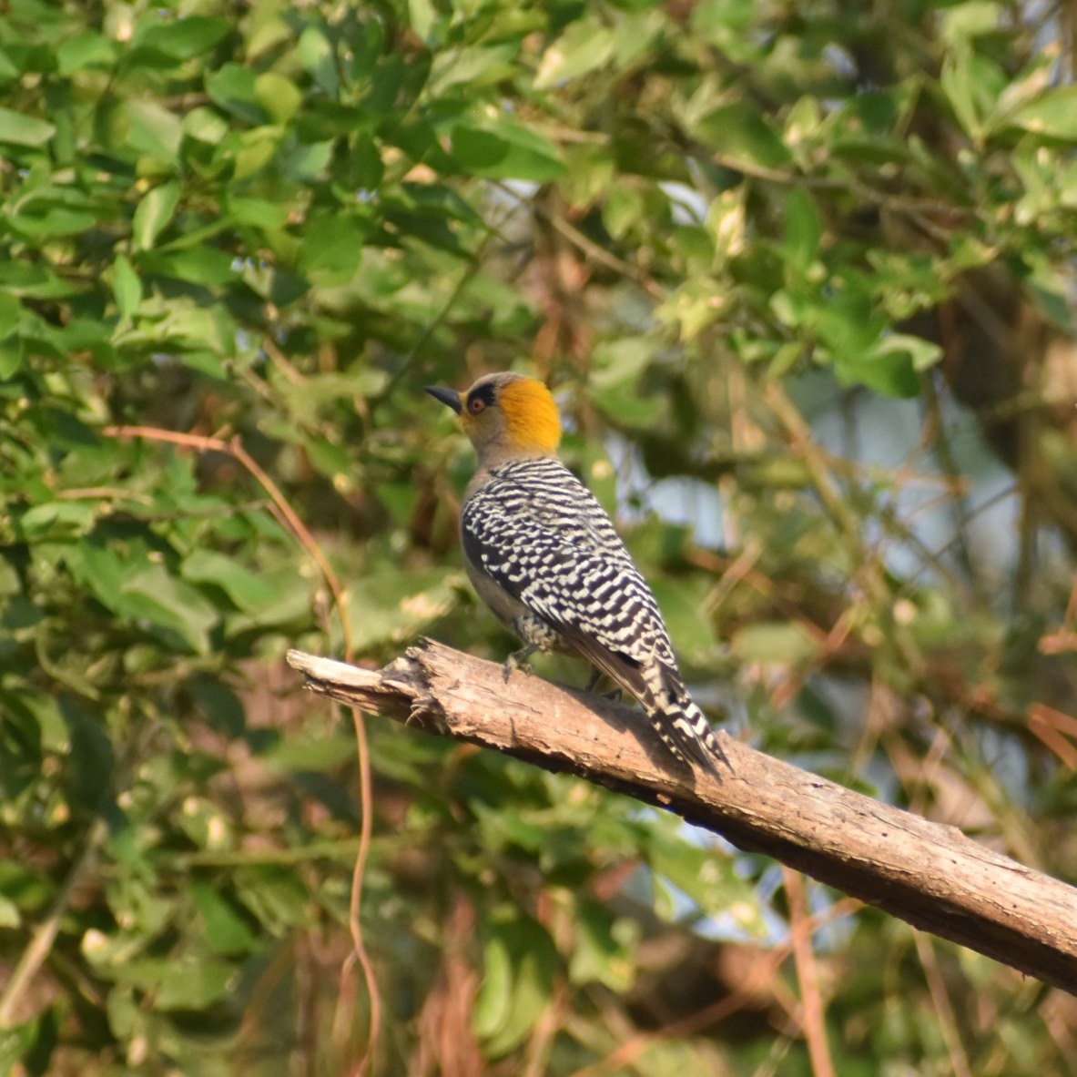 Private 12-Hour Full Anarchy Mexico City Birding Tour