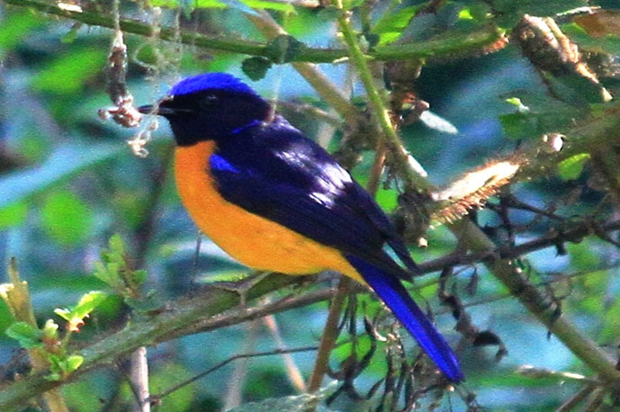 Private 1-2 Day Godawari and Phulchauki Birding Tour