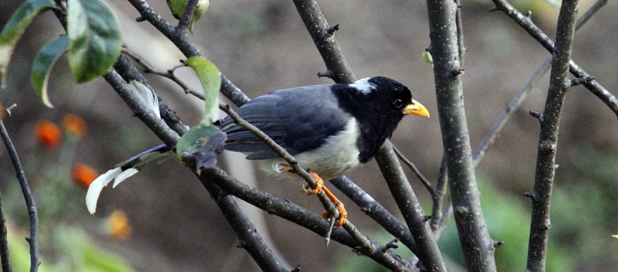 Private 3-Day Haibung and Shivapuri Birding Escape