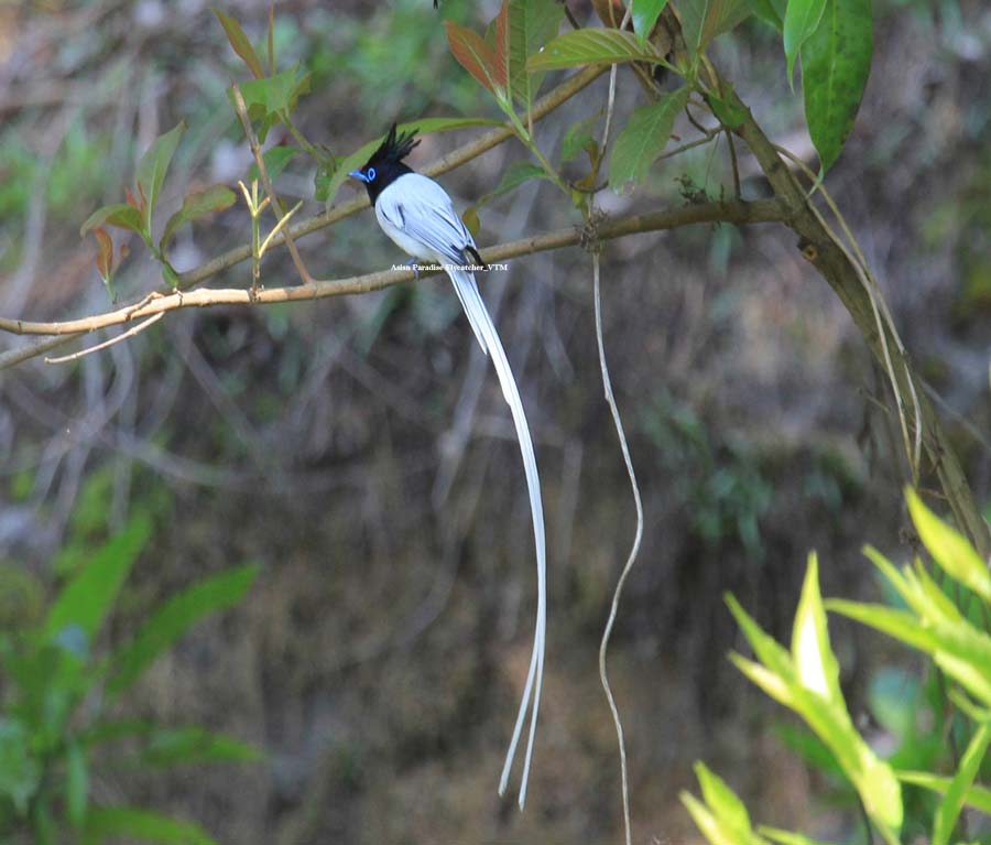 Private Flexible Kathmandu Valley Birds and Heritage Tour