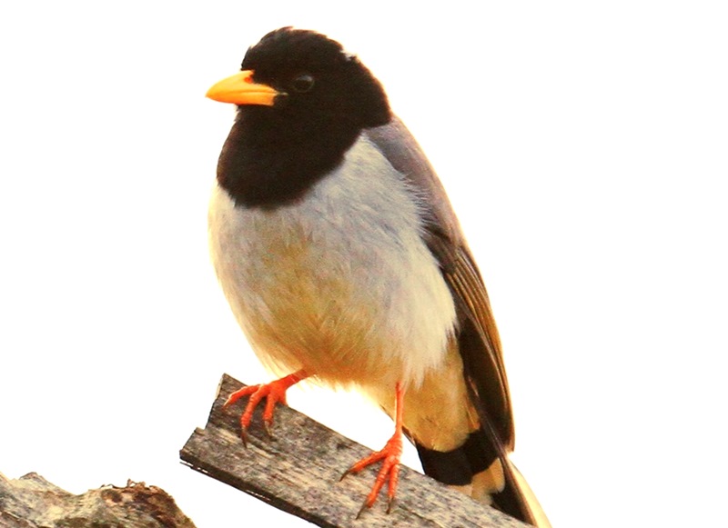 Private 17-Day Langtang and Gosainkunda Birding Trek