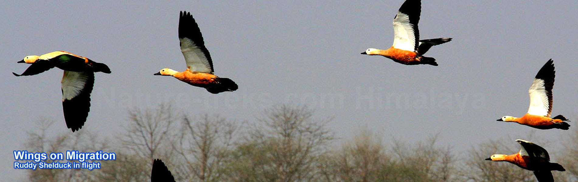 Private 10-Day Wings on Migration Nepal Birding Tour