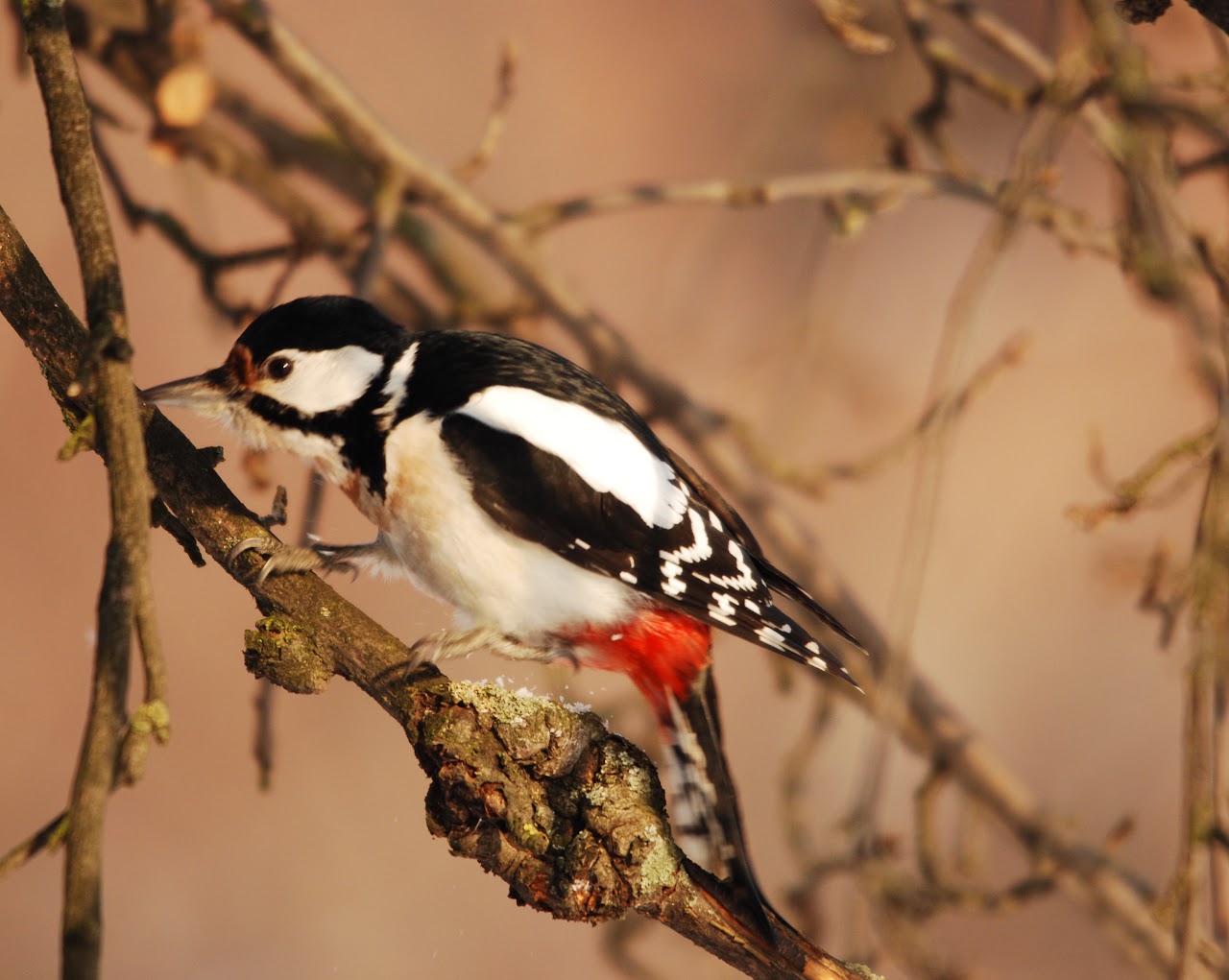 Private 2-Hour Pohulanka Park Birding Walk