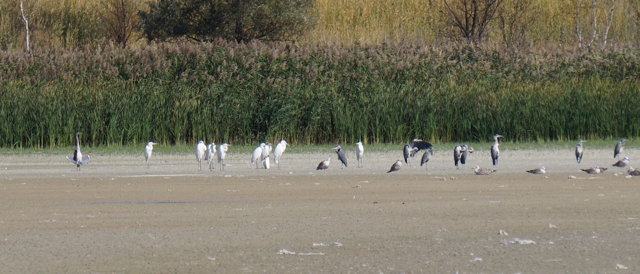Private 4-Hour Yaniv and Lelekhivka Ponds Birding Tour