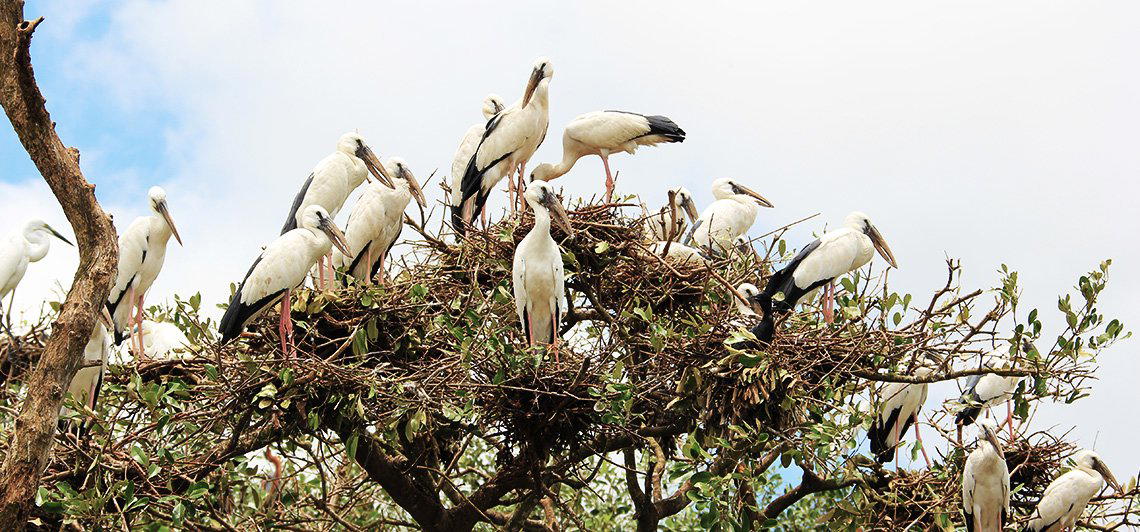 6-Day Odisha Birding: Chilika, Mangalajodi and Bhitarkanika