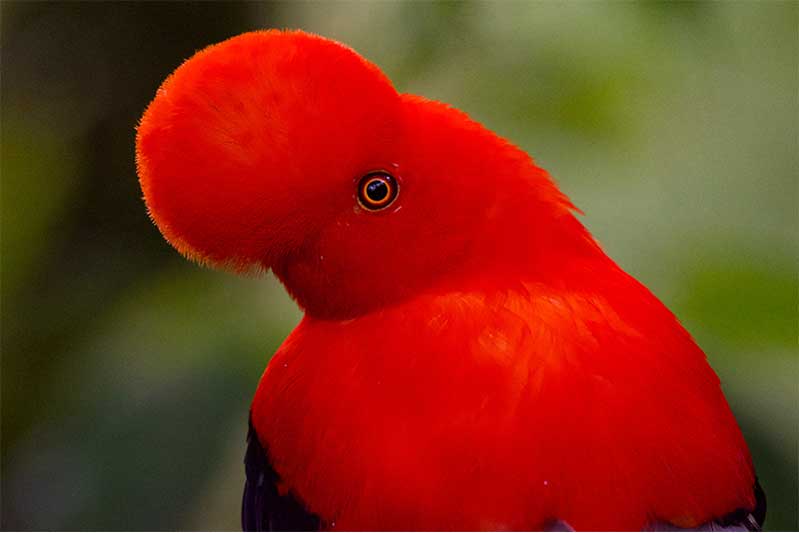 8-Day High Andes and Chocó Birding Journey