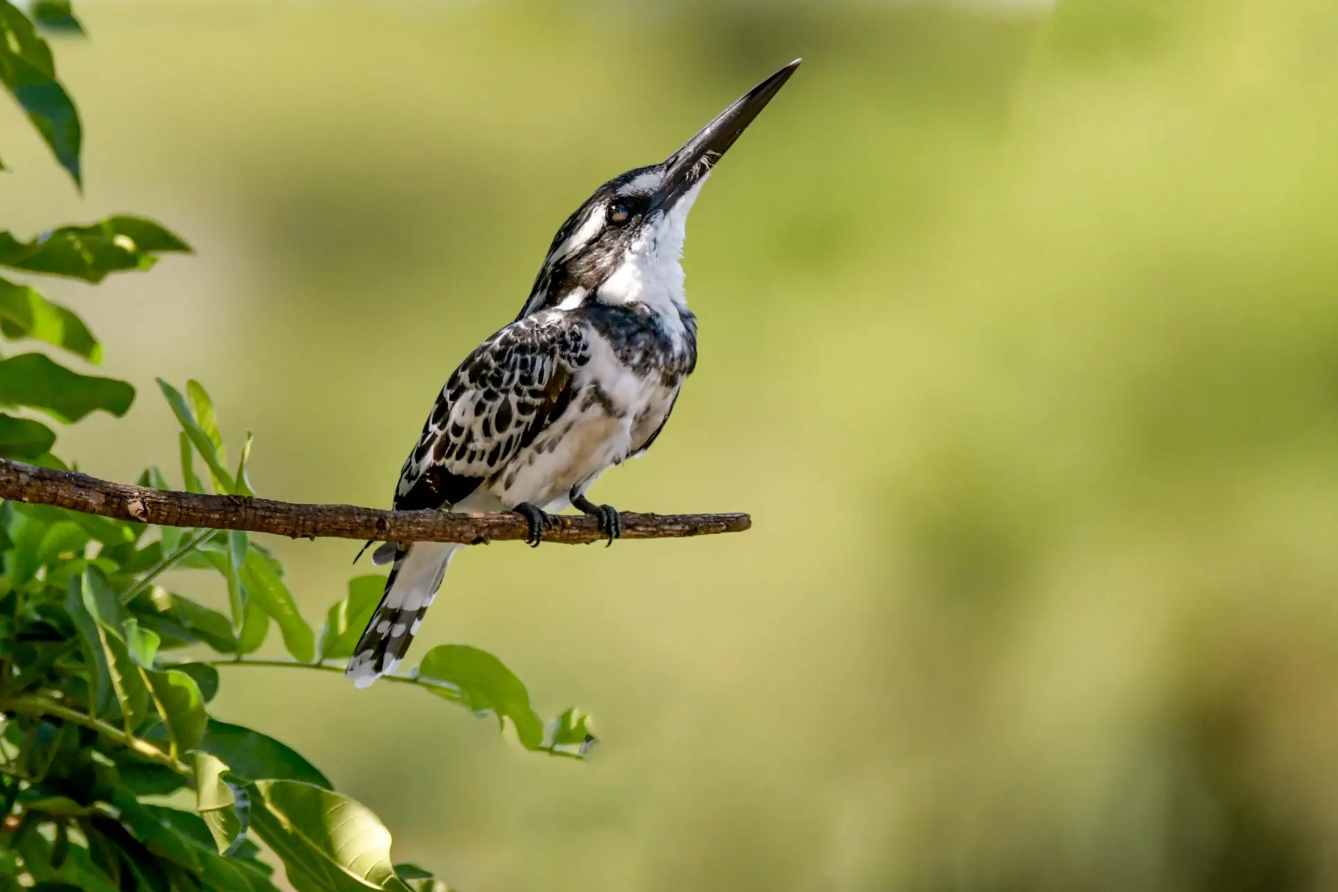 Private Monte Alén Birdwatching Journey